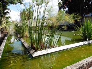 There's a small water garden too        